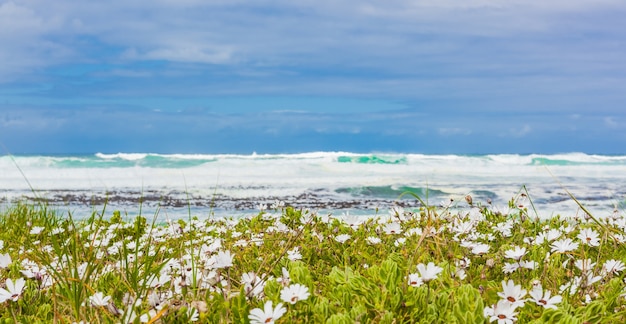 Capture de mise au point sélective de fleurs blanches sur la plage capturée à cape town, afrique du sud