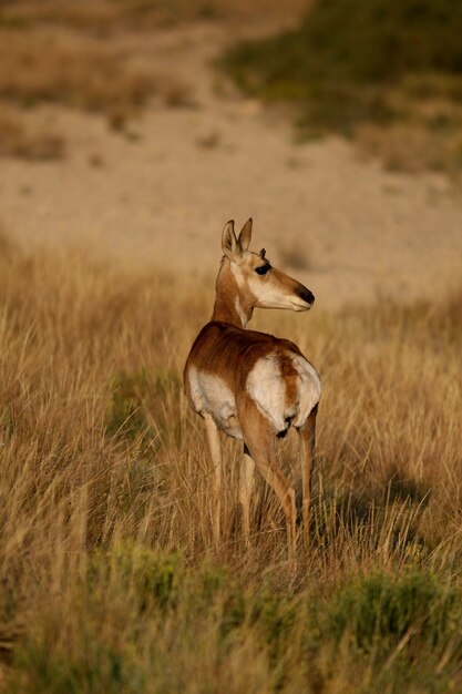 Capture de mise au point sélective verticale d'un cerf sauvage dans un champ