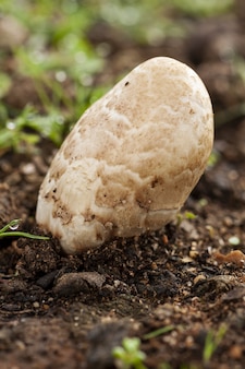 Capture de mise au point sélective verticale d'un champignon sur le sol boueux
