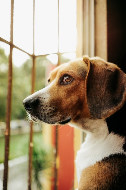 Capture de mise au point sélective verticale d'un chien brun regardant par la fenêtre