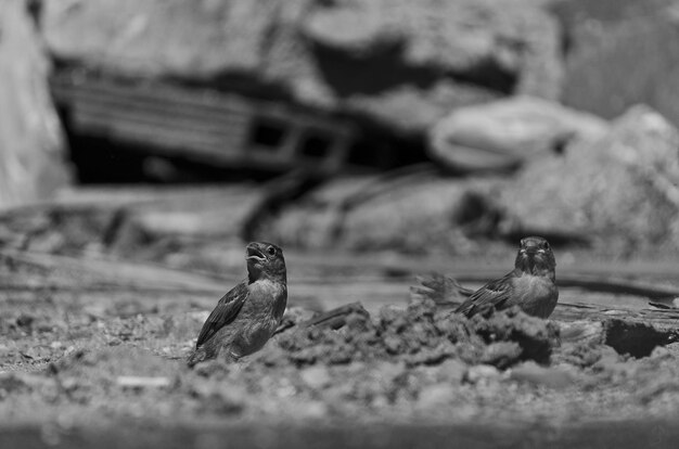 Capture en niveaux de gris de deux petits moineaux mignons attendant que leur mère revienne avec de la nourriture