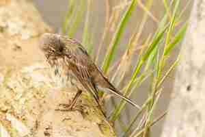 Photo gratuite capture sélective d'anthus spinoletta ou pipit d'eau perché sur un morceau de bois