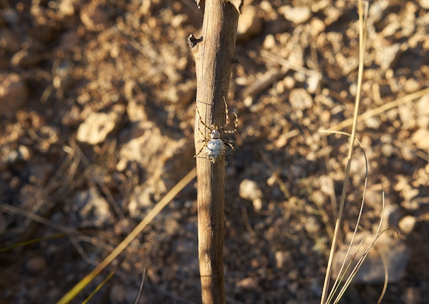 Photo gratuite capture sélective d'une araignée sur une branche