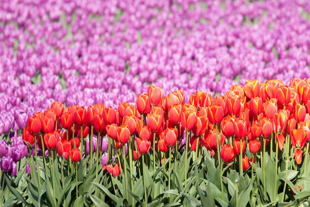 Photo gratuite capture sélective de belles tulipes rouges et violettes dans un magnifique jardin de tulipes
