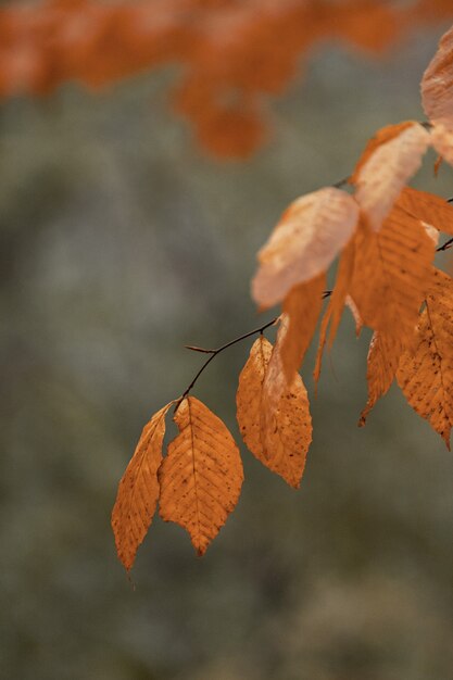 Capture sélective d'une branche d'arbre avec des feuilles d'oranger en automne