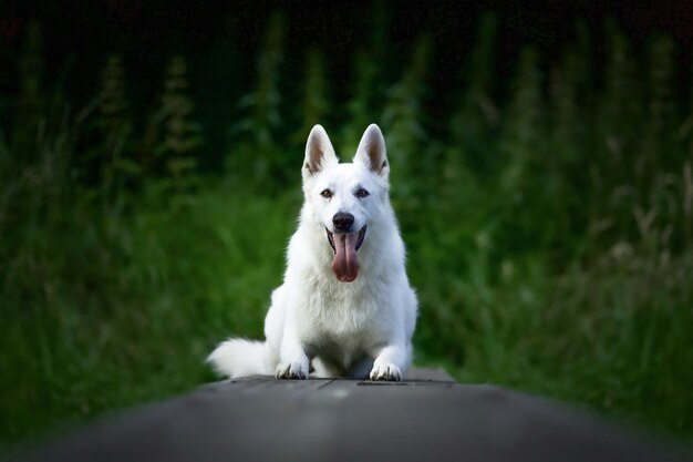 Capture sélective d'un chien de berger suisse blanc assis à l'extérieur