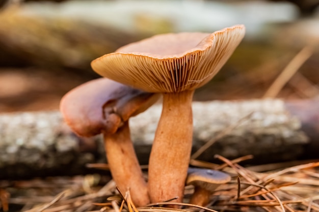 Capture sélective de deux champignons sauvages poussant dans le sol forestier à cape town, afrique du sud