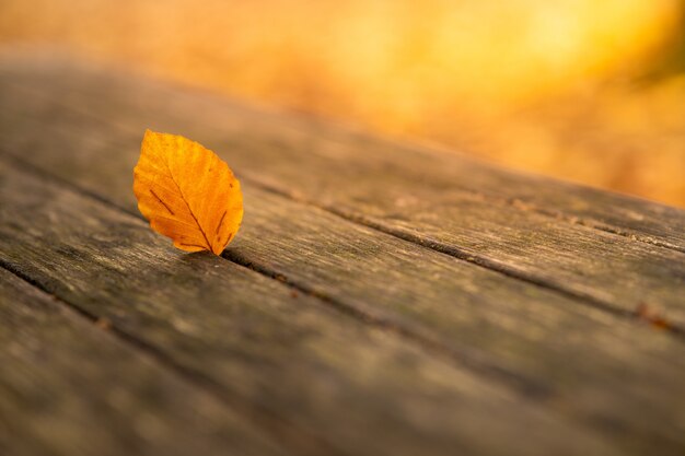 Capture sélective de la feuille d'automne jaune sur le banc en bois