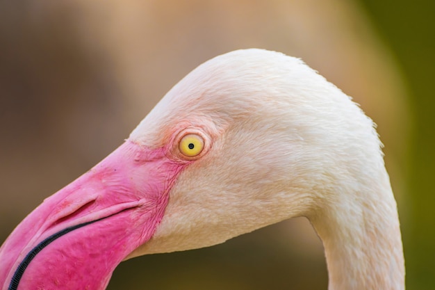 Photo gratuite capture sélective d'un flamant rose dans le parc animalier d'al areen