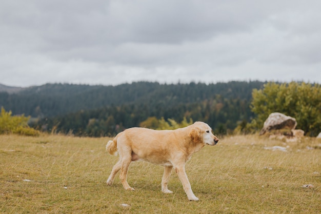 Capture sélective d'un golden retriever brun marchant sur le terrain