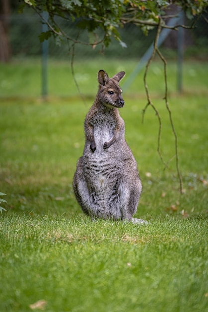 Capture sélective d'un knagaroo dans le parc Branitz en Allemagne