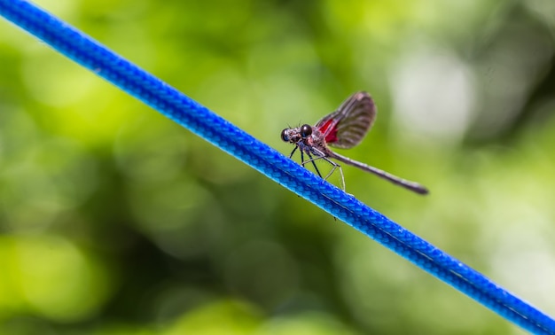 Photo gratuite capture sélective d'une libellule sur un fil bleu