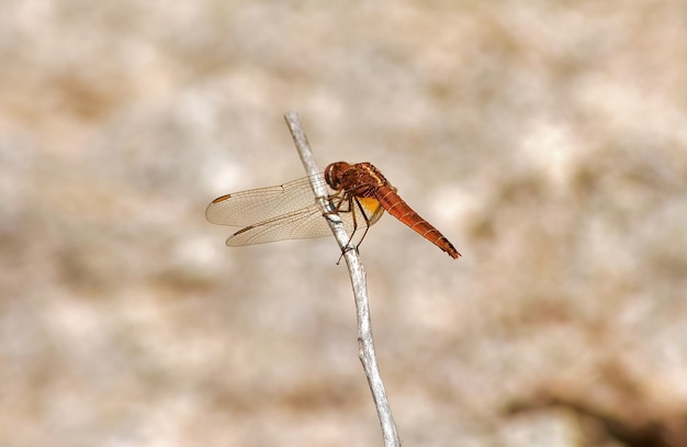 Capture sélective d'une libellule orange sur une brindille