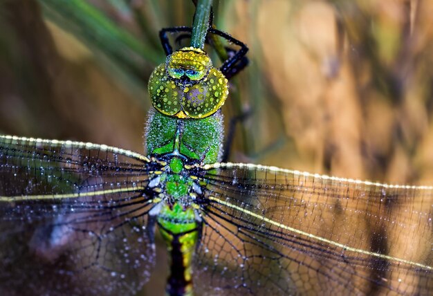 Capture sélective d'une libellule verte dans son environnement naturel