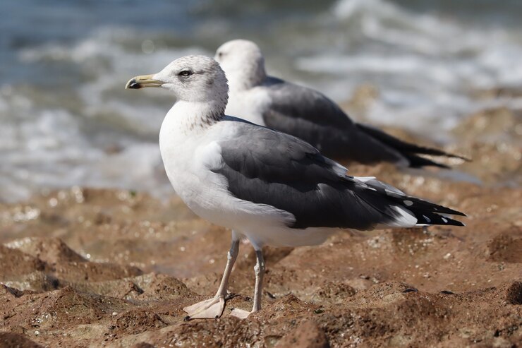 Photo gratuit capture sélective d'une mouette perchée sur une surface rocheuse près de la mer
