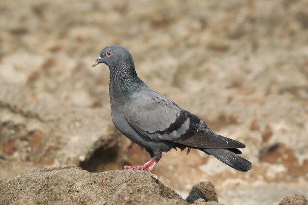 Capture sélective d'un pigeon perché à l'extérieur pendant la journée