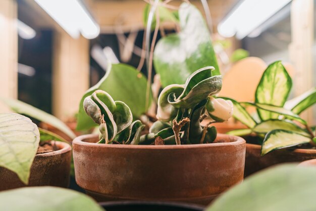 Capture sélective de pots de fleurs avec diverses plantes de hoya tachetées à l'intérieur d'une boîte de culture