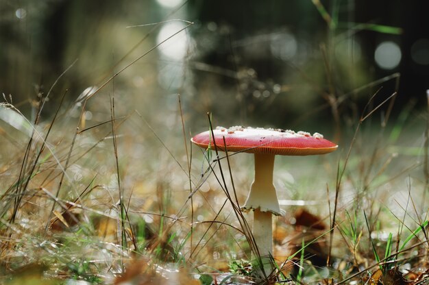 Capture sélective d'un seul champignon champignon rouge dans la forêt
