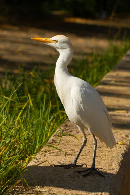 Capture verticale d'une aigrette se promenant par une journée ensoleillée