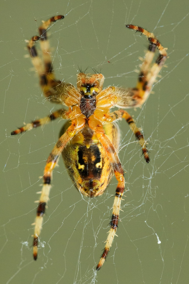 Photo gratuit capture verticale d'une araignée rayée sur une toile d'araignée