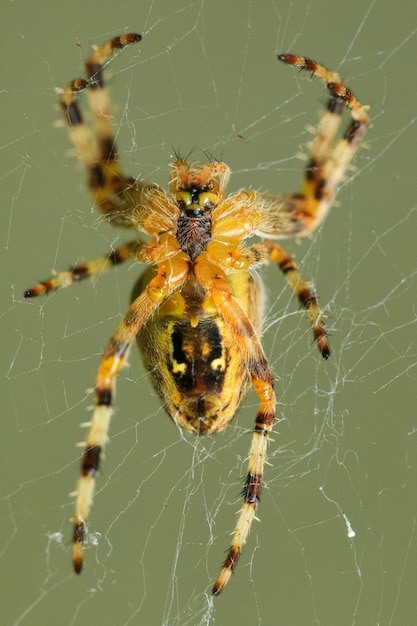 Capture verticale d'une araignée rayée sur une toile d'araignée