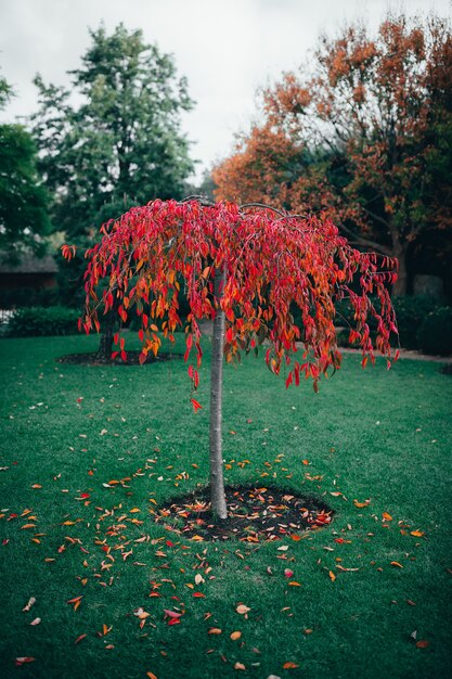 Capture verticale d'un arbre aux feuilles rouges dans un parc pendant la journée