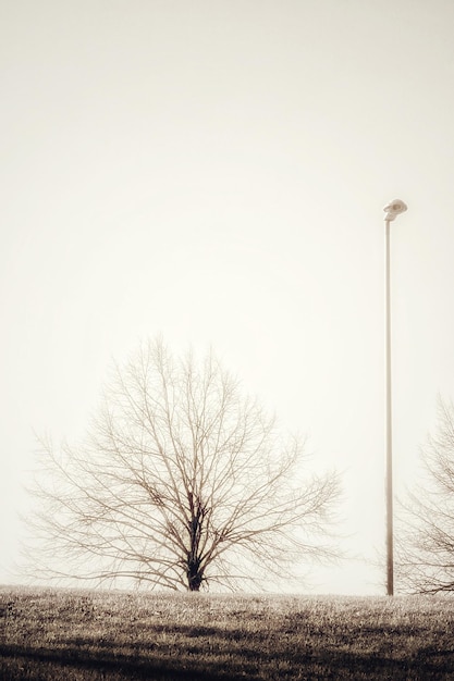 Capture verticale d'un arbre nu solitaire et d'un grand lampadaire en hiver sur fond blanc