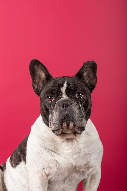 Capture verticale d'un bouledogue français sur rouge en regardant la caméra