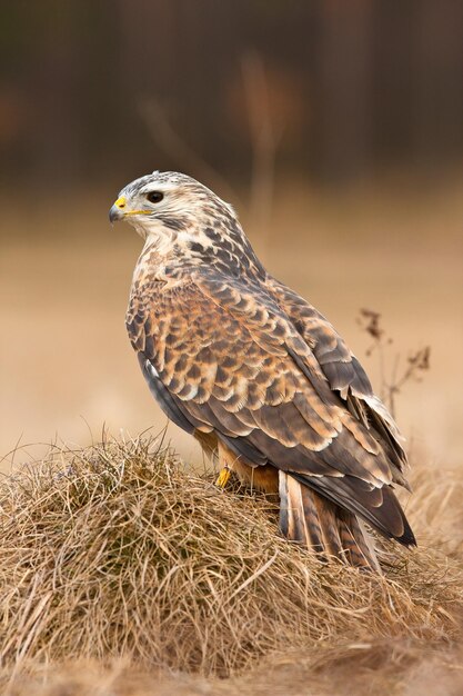 Capture verticale d'une buse à pattes rugueuses perchée sur l'herbe sèche dans un champ à l'arrière-plan flou