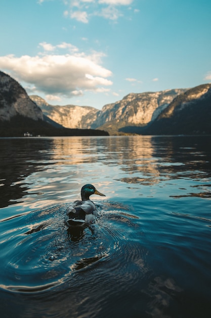 Capture verticale d'un canard colvert nageant dans un lac à Hallstatt, Autriche