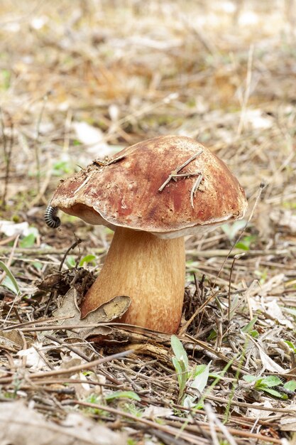 Capture verticale d'un champignon orange cultivé sur le sol couvert de mauvaises herbes