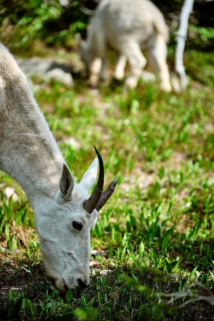 Capture verticale d'une chèvre de montagne blanche broutant dans le parc national des Glaciers