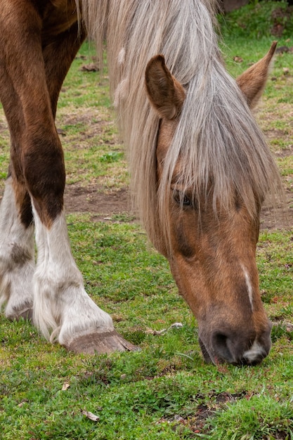 Capture verticale d'une crinière broutant dans un champ à la lumière du jour en Patagonie, Argentine