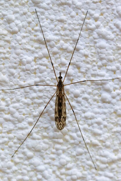 Capture verticale d'une Dicranomyia sur une surface blanche sous les lumières