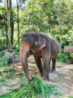 Photo gratuite capture verticale d'un éléphant mignon attrapant des feuilles avec le tronc marchant dans la réserve