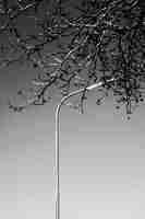 Photo gratuite capture verticale à faible angle de gris du haut d'un arbre et d'un lampadaire