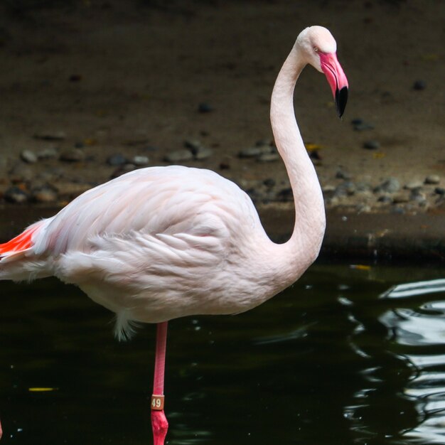 Capture verticale d'un flamant rose debout sur un lac