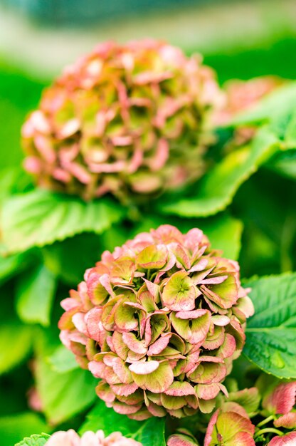 Capture verticale de fleurs exotiques dans une forêt