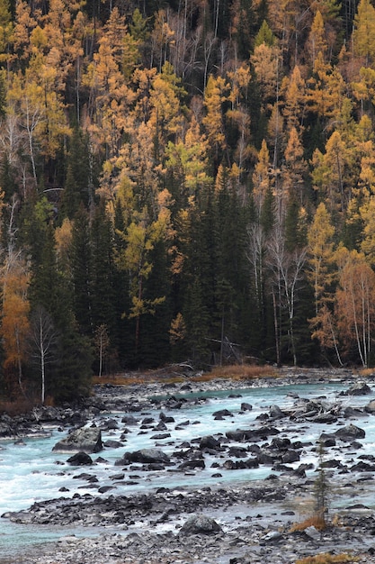 Capture verticale de la forêt d'automne à Xijiang, Chine