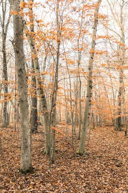 Photo gratuite capture verticale d'une forêt couverte d'arbres et de feuilles séchées en automne