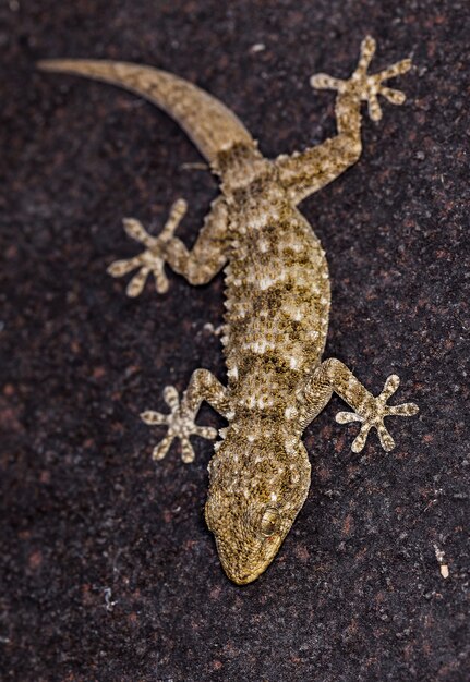 Capture verticale d'un gecko de mur commun sur une pierre sombre