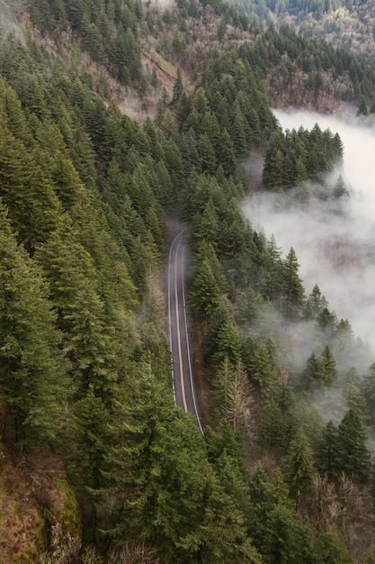 Capture verticale en grand angle d'une route entourée d'arbres