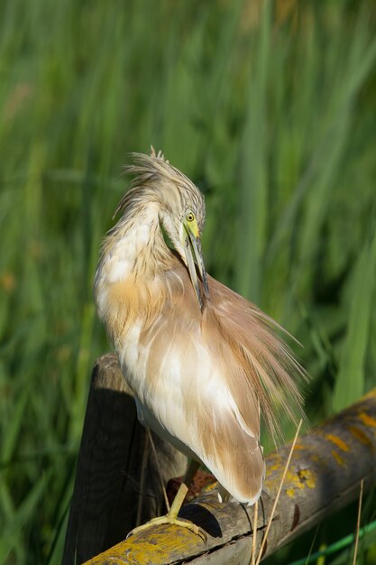 Capture verticale d'un héron squacco s'agrippant tout en étant perché sur du bois dans le parc national de Donana