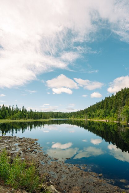 Capture verticale d'un lac et d'arbres par temps nuageux