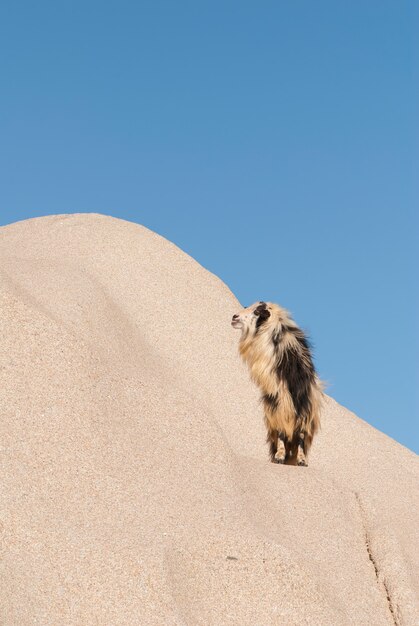 Capture verticale d'un lama poilu sur une dune du désert