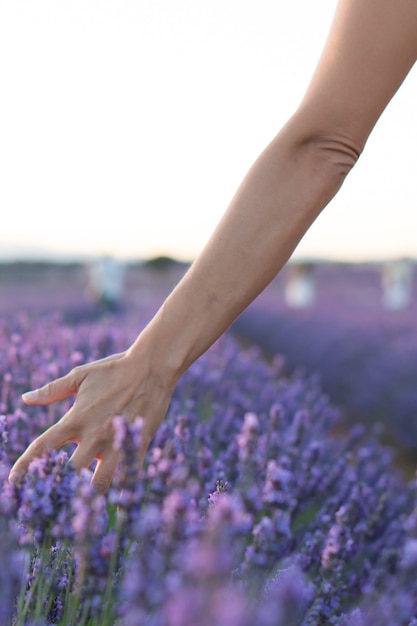 Capture verticale d'une main de femme caressant les fleurs de lavande sur un champ à Brihuega, Espagne