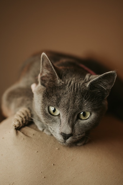 Capture verticale d'un mignon chat gris allongé sur le canapé
