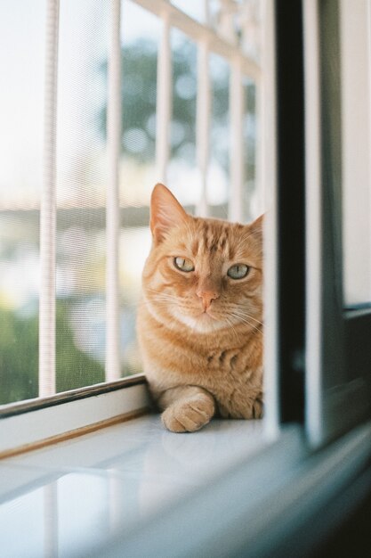 Capture verticale d'un mignon chat roux allongé près de la fenêtre