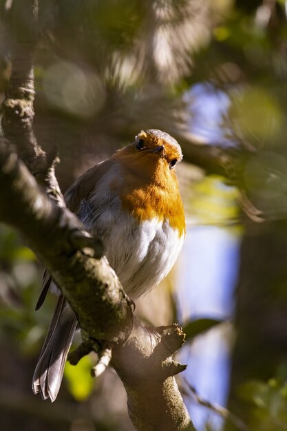 Capture verticale d'un mignon oiseau rouge-gorge européen