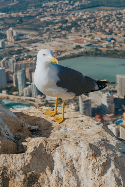 Photo gratuite capture verticale d'une mouette sur une falaise avec des bâtiments à calp, espagne